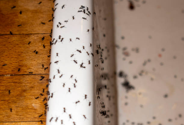 Best Best Pest Control Companies  in Yates Center, KS