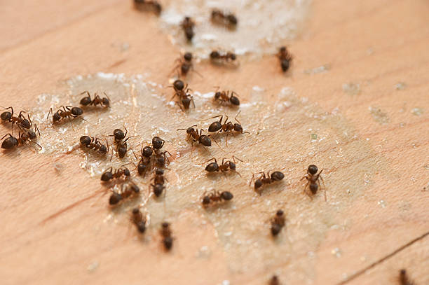 Best Best Pest Control Companies  in Yates Center, KS