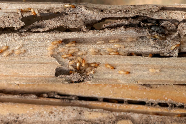 Best Pest Inspection Near Me  in Yates Center, KS